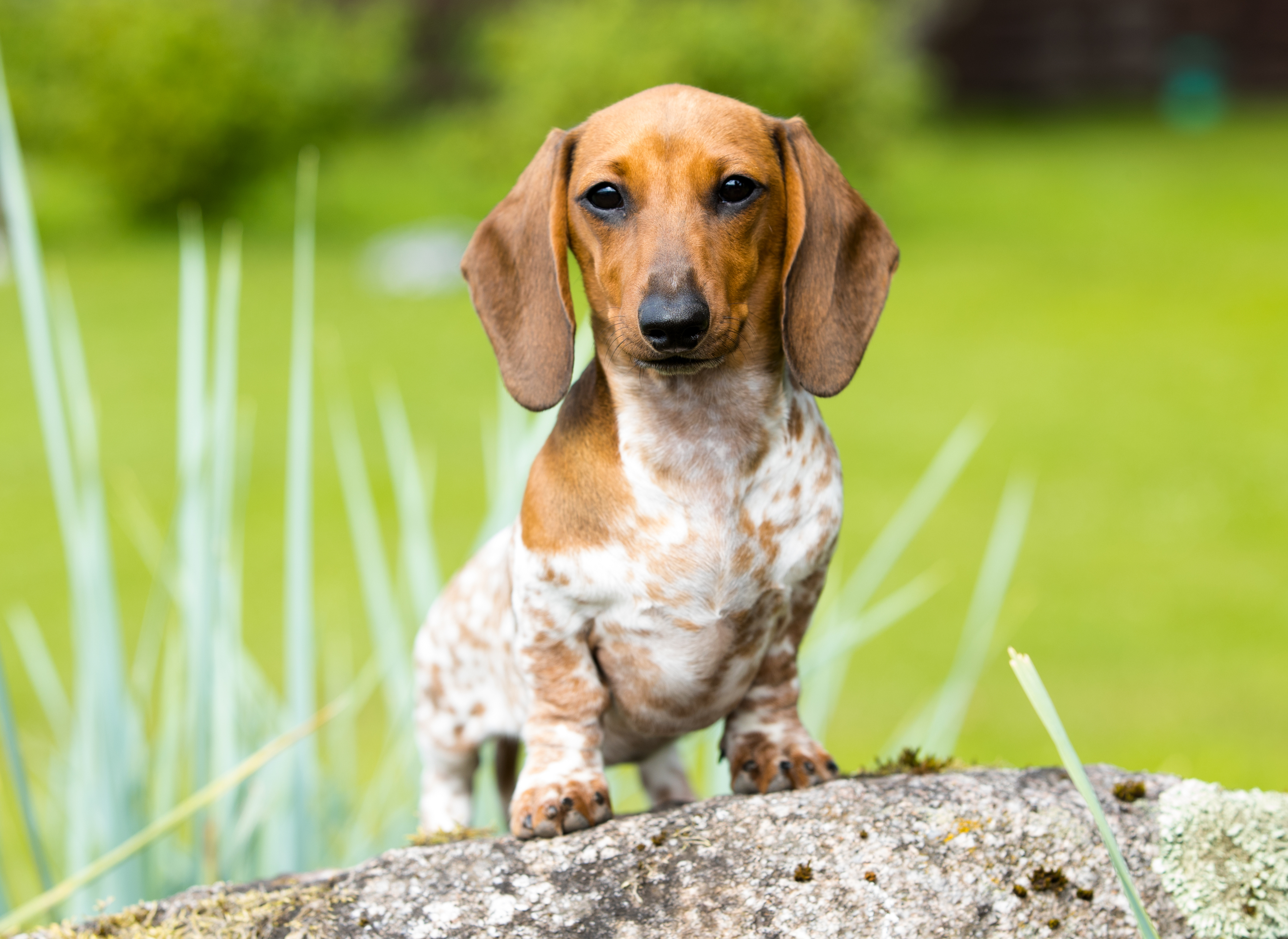 Nelson,N.,Zimmerman, dog, breeder, show, ribbons, South Haven, New Providence, PA 17560, dog-breeder, puppies, for, sale, kennel, kennels, Golden Retriever, puppy, mill, puppymill, show, handler, aca, ica, none